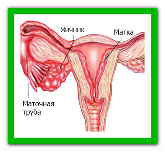 Где матка и яичники. Яичник маточная труба и матка. Матка маточная труба яичник анатомия. Расположение маточных труб и яичников.
