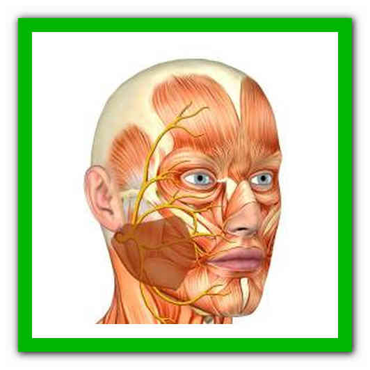 Правый лицевой нерв. Опасные зоны лица анатомия. Неврит подглазничного нерва. Мимические мышцы лица лицевой нерв. Тройничный лицевой нерв.