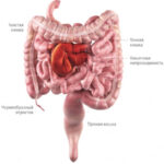 neproxodimost-kishechnika-simptomy-lechenie-narodnymi-sredstvami