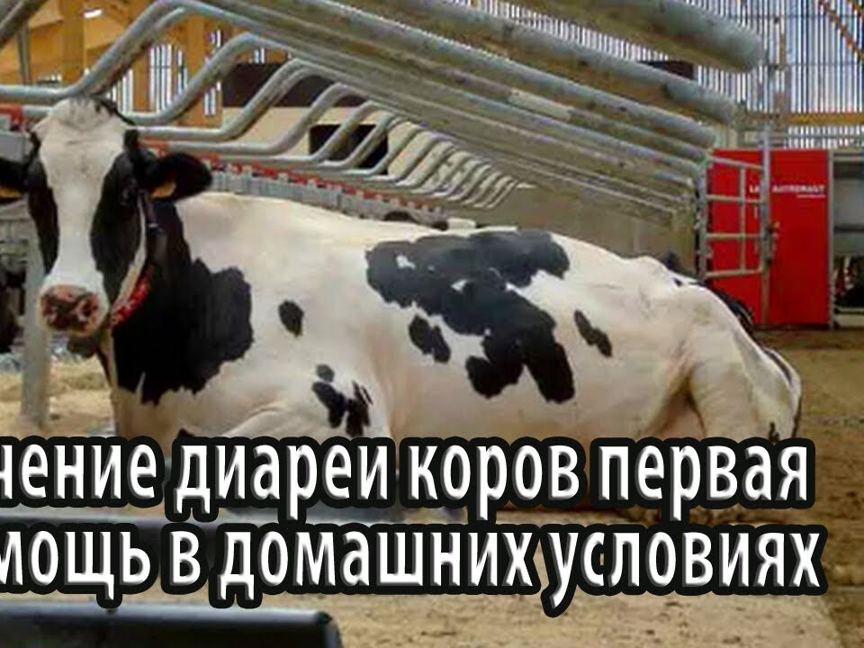 ponos-u-korovy-lechenie-v-domashnix-usloviyax