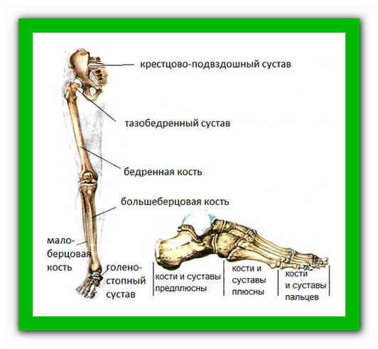 Соединение кости нижней конечности. Свободная нижняя конечность кости суставы. Строение суставов нижней конечности анатомия. Суставы нижних конечностей анатомия человека. Скелет нижних конечностей человека с названием костей и суставов.